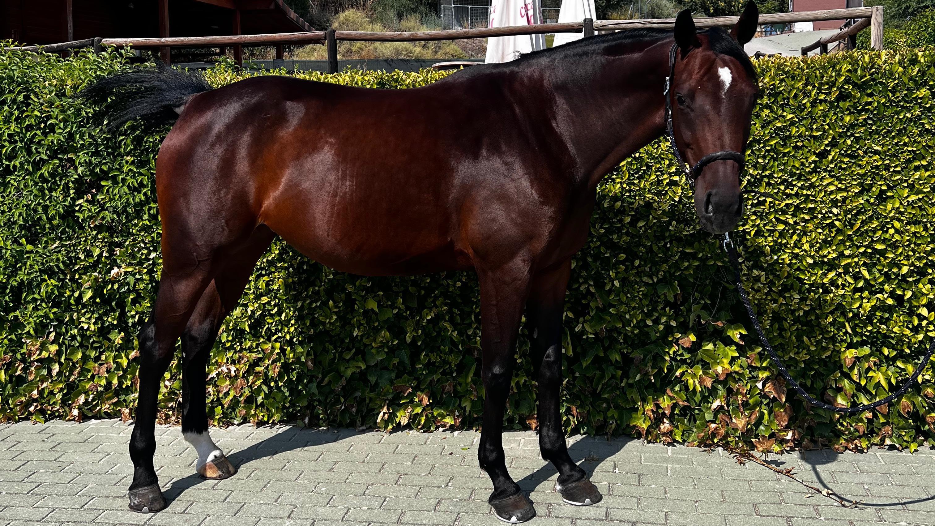horse